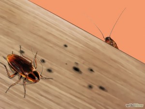 760px-Kill-German-Roaches-Step-7