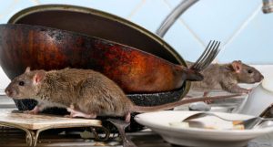 5 Bahan Pembasmi Tikus Alami