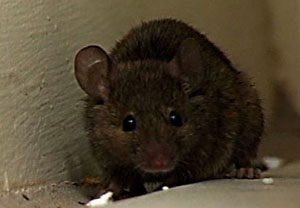 5 Bahan Pembasmi Tikus Alami