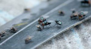 Kenapa Harus Menggunakan Pest Control Lalat?