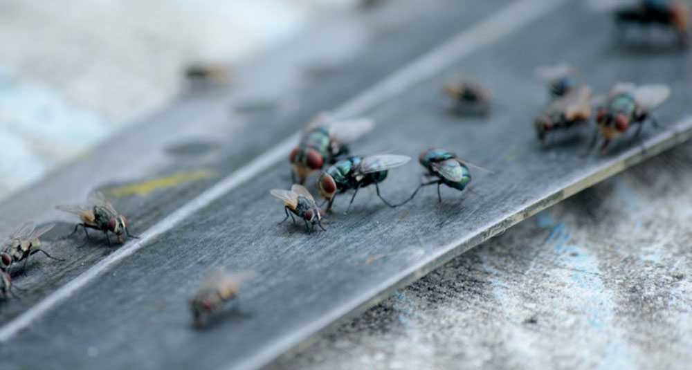 Kenapa Harus Menggunakan Pest Control Lalat?