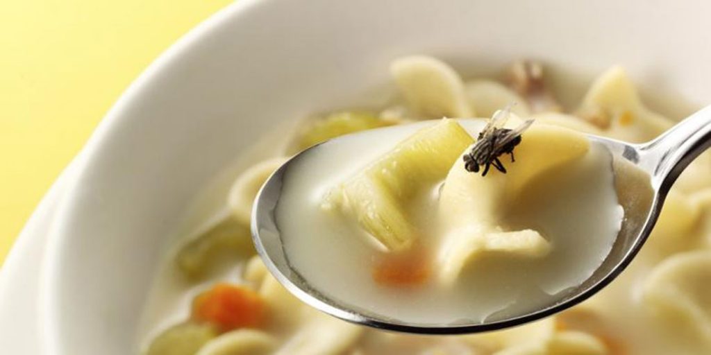 Kenapa Harus Menggunakan Pest Control Lalat?