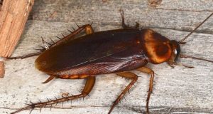 Bahan Pengusir Kecoa Alami yang Aman Untuk Lingkungan Sekitar