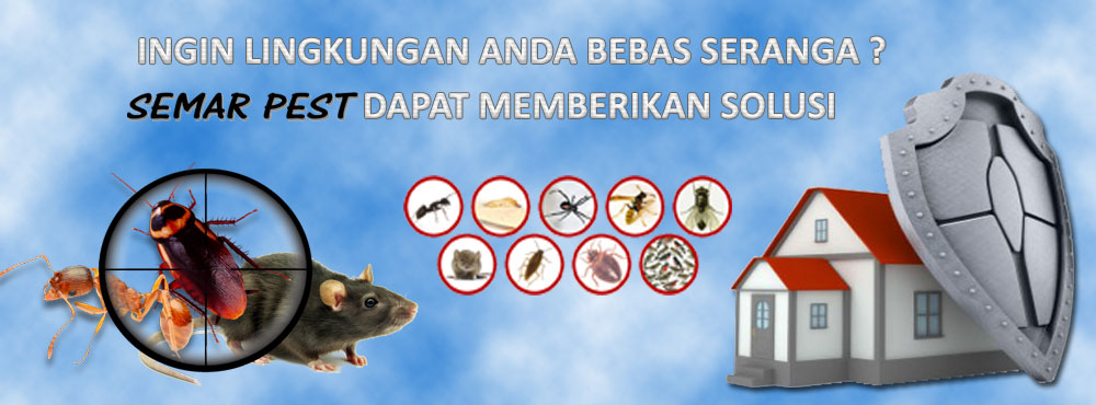  pest control kecoa