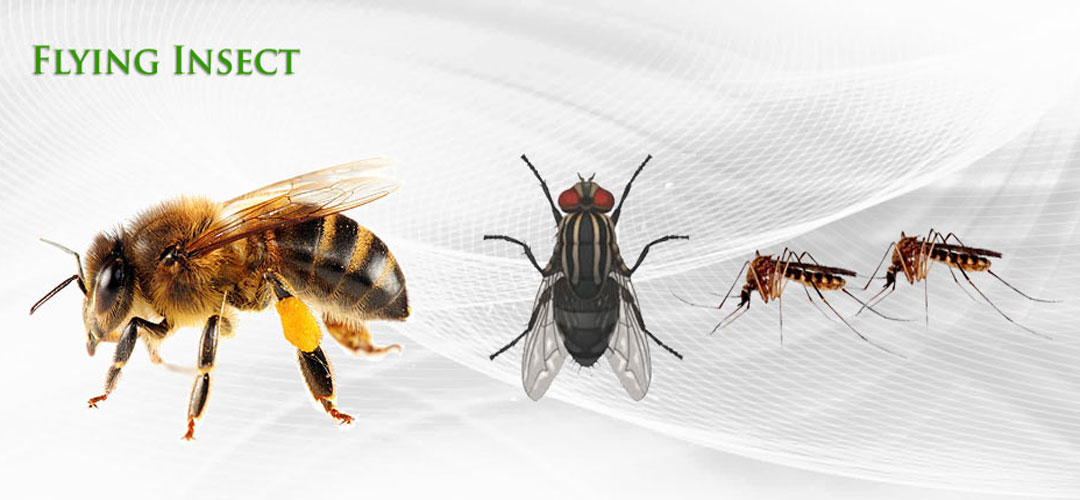 Jenis serangga nyamuk dan lalat