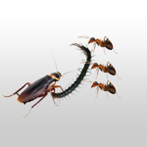 Pengendalian Serangga Terbang