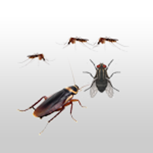 Pengendalian Serangga Terbang